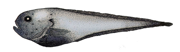 Paraliparis mulieri_01.jpg